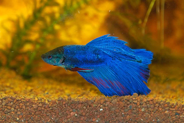 blue longfin betta fish