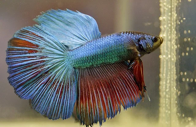 blue and red long fin betta fish