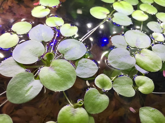 Amazon Frogbit (Limnobium laevigatum)