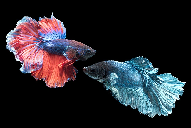 Betta Fish (Siamese Fighting Fish)