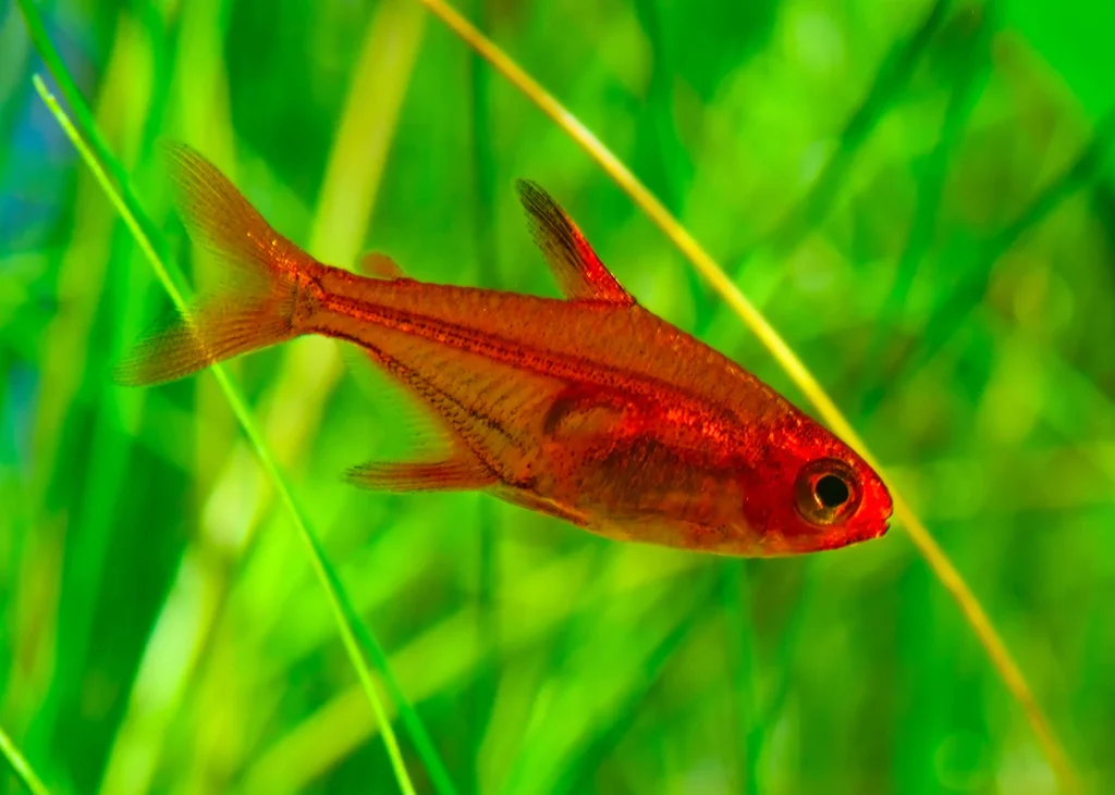 Ember Tetra