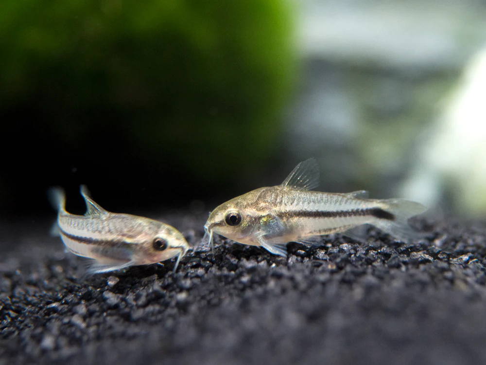 Pygmy Corydoras