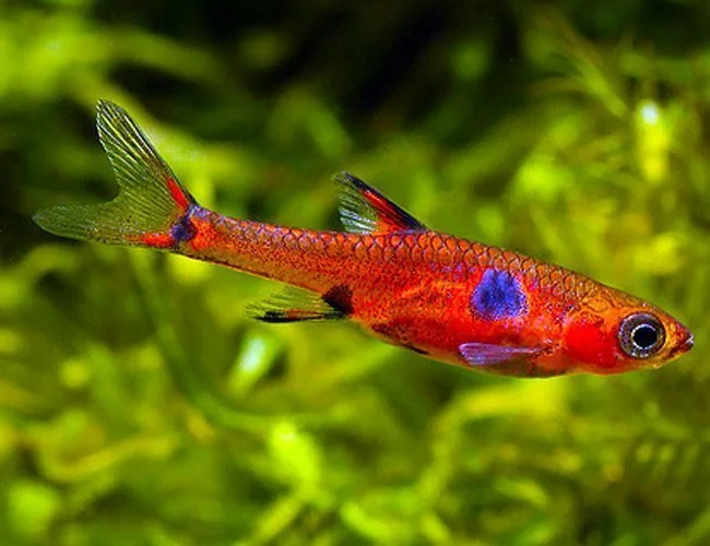 Dwarf Rasbora