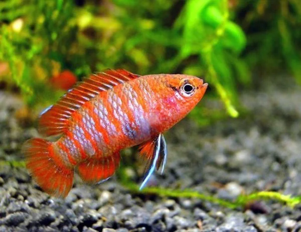 Scarlet Badis