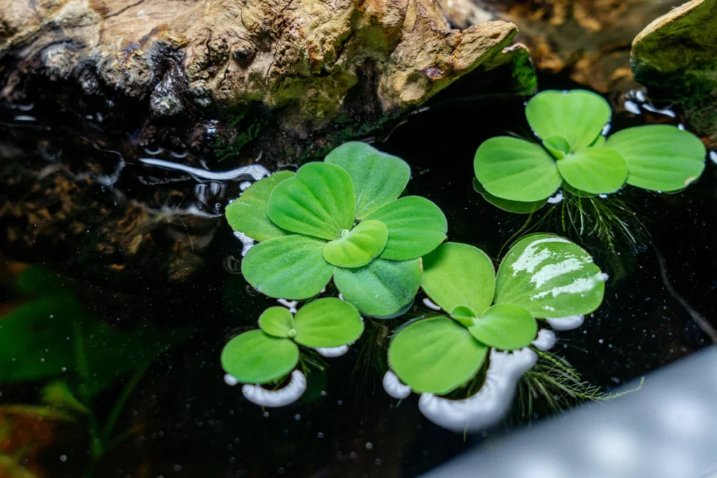 Water Lettuce (Pistia stratiotes)