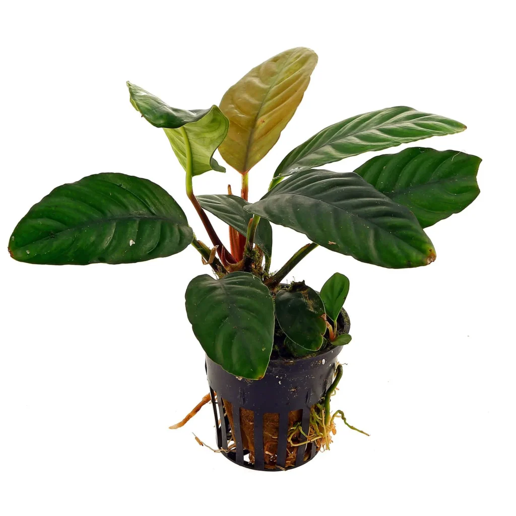 Anubias Coffeefolia