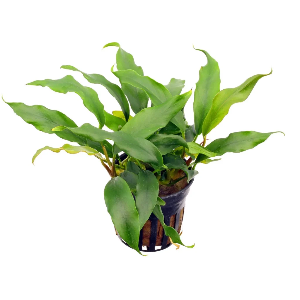 Anubias Barteri Var. Glabra