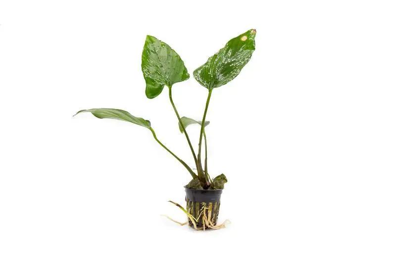 Anubias Hastifolia