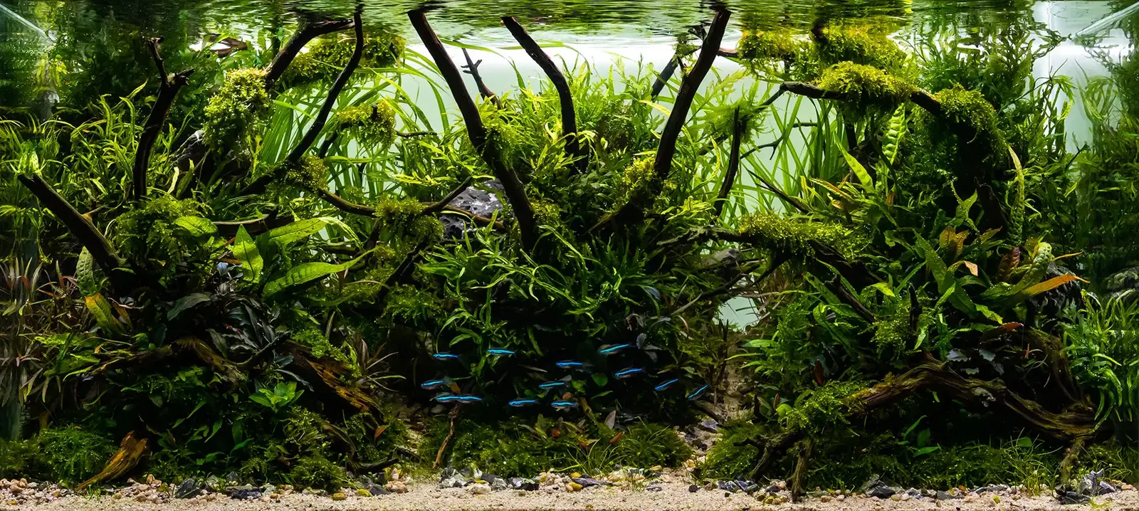 The 10 Best Beginner Aquarium Plants for Low Light and No CO2