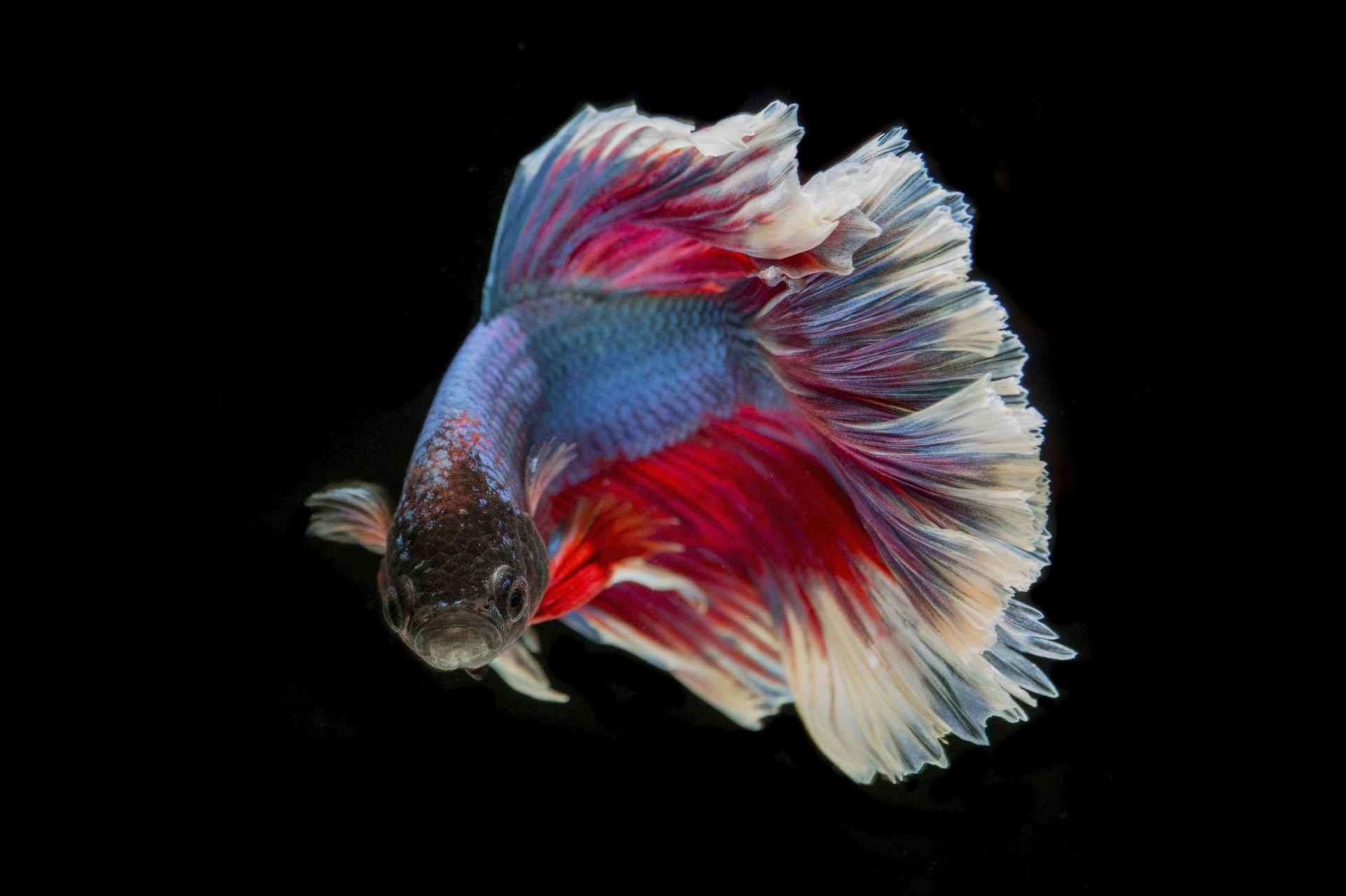 Best Tankmates for Betta Fish in a Community Aquarium