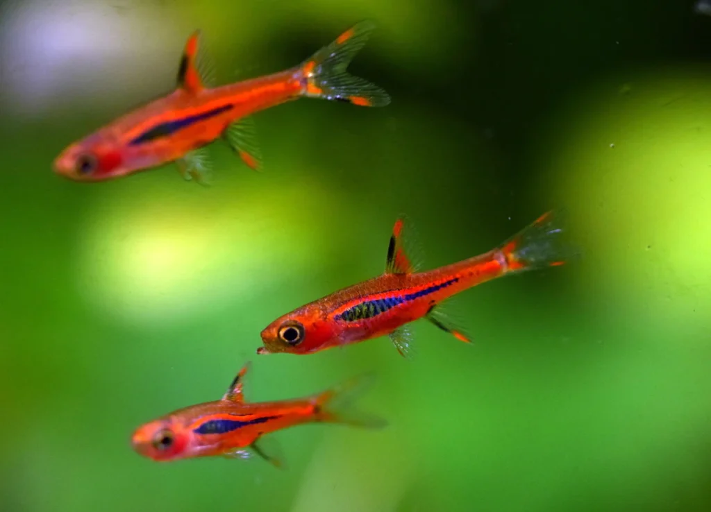 Chili Rasbora