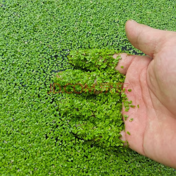 Duckweed (Lemna minor)