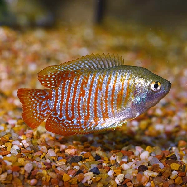 Dwarf Gourami