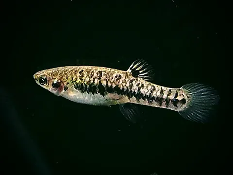 Least Killifish