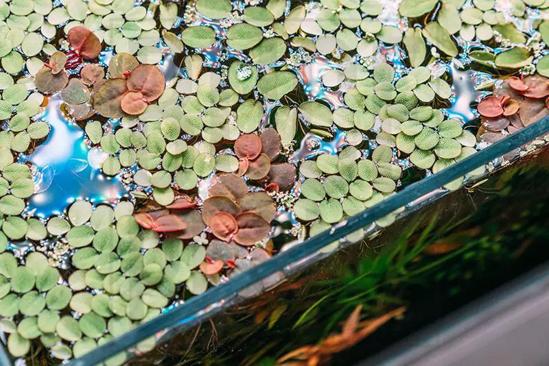 Red Root Floater (Phyllanthus fluitans)