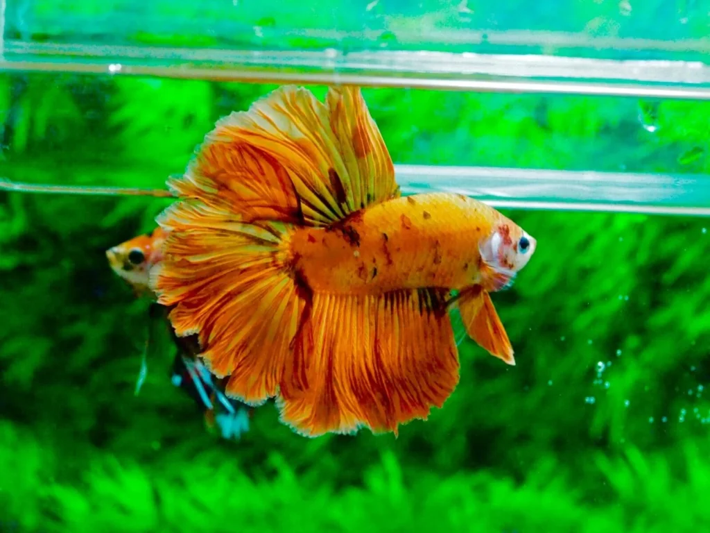orange longfin betta fish