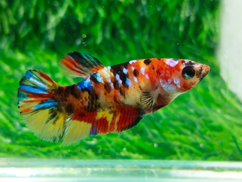 koi plakat betta fish