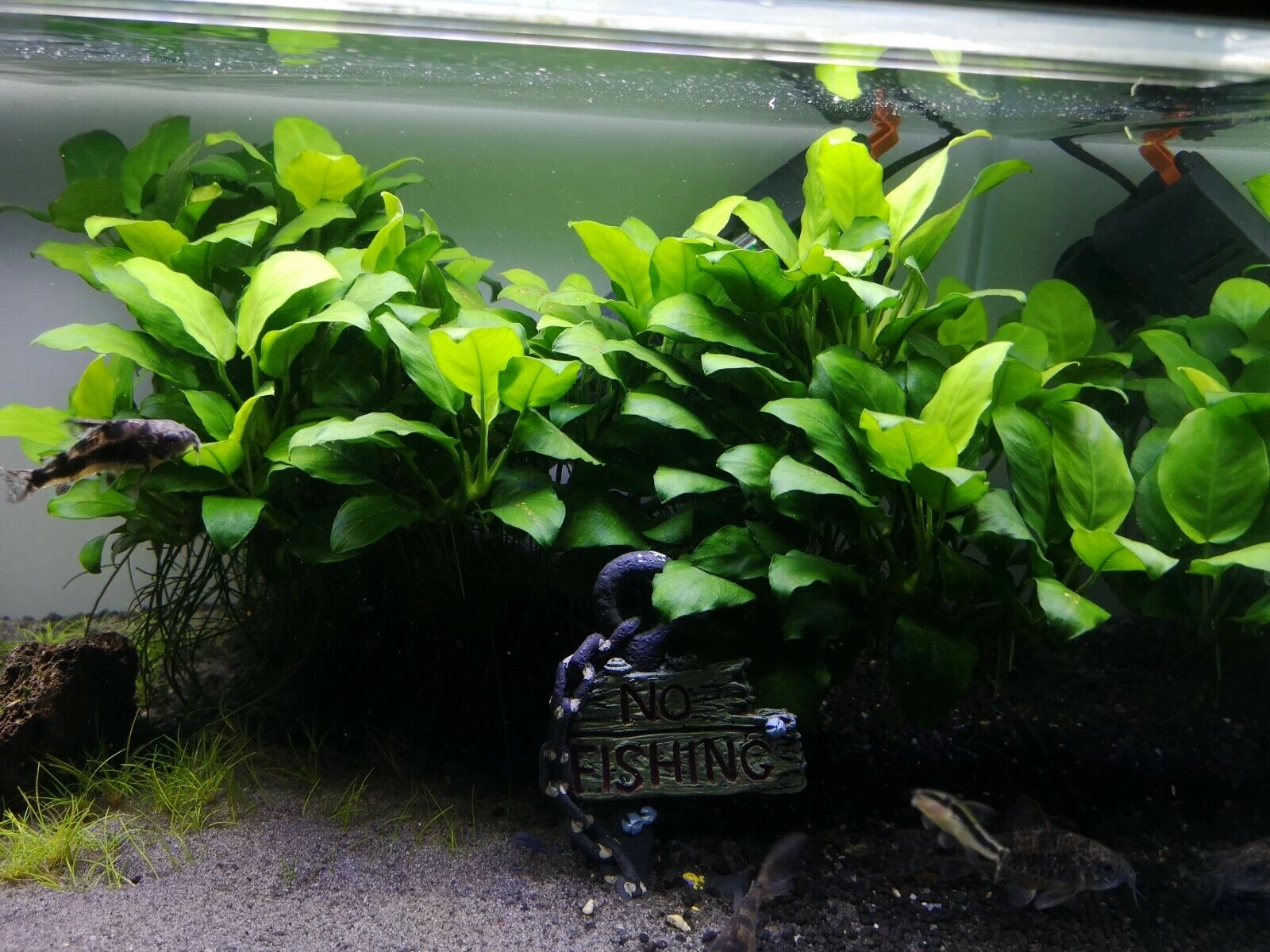 17 Common Anubias Varieties and their Differences