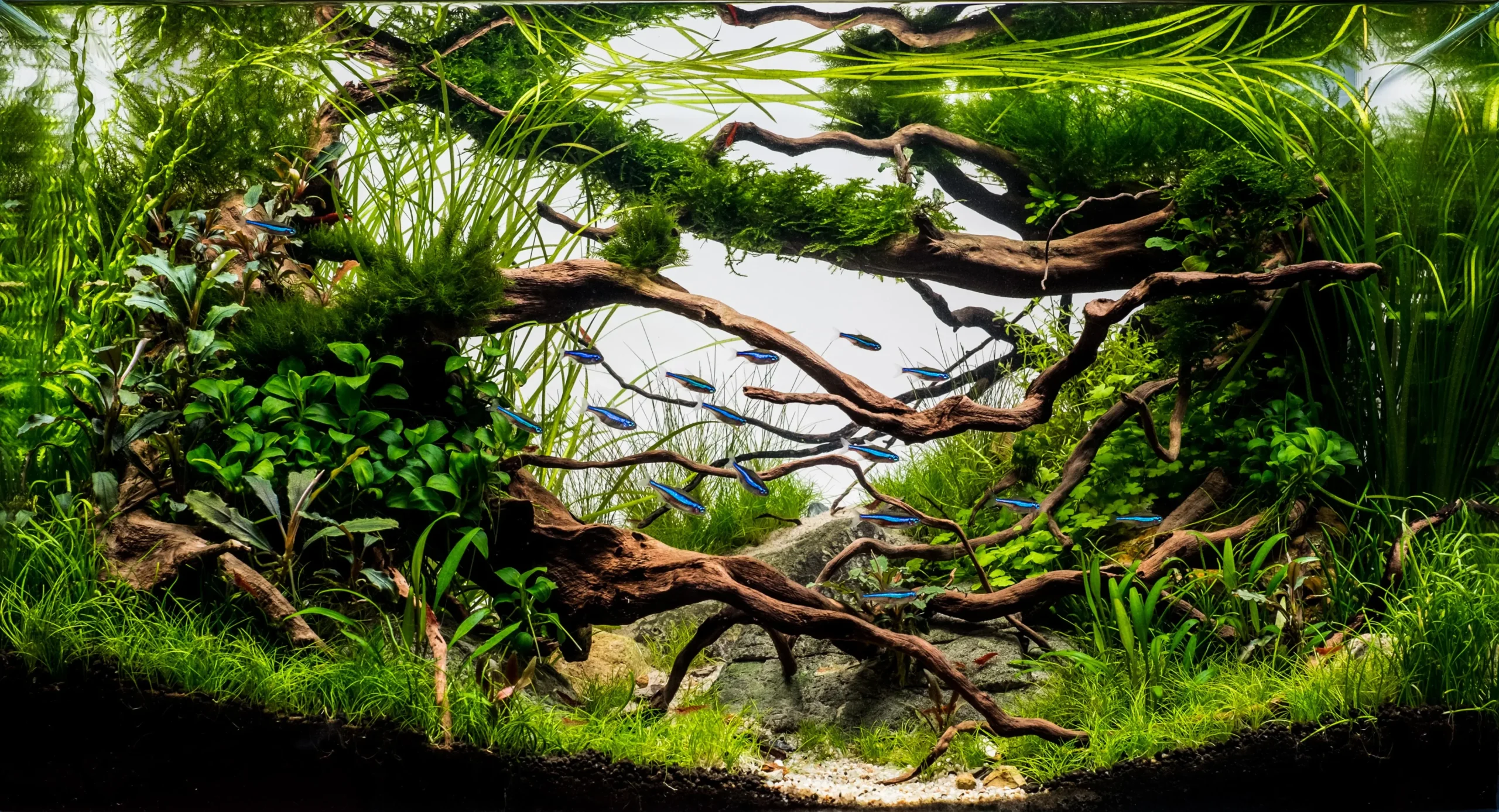 Choosing and Using Wood in Freshwater Aquascapes