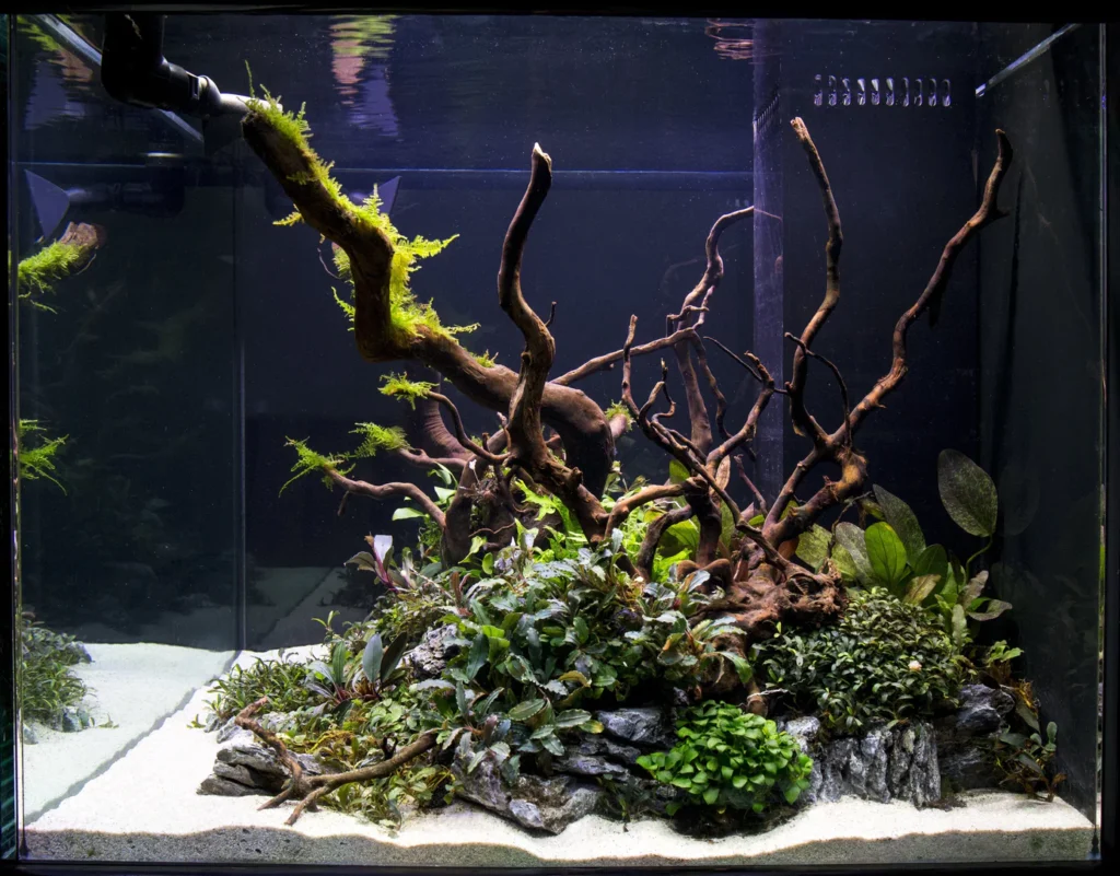 Aquascape with spider wood and plants