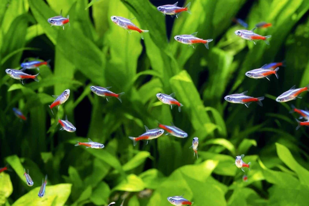 Neon tetra