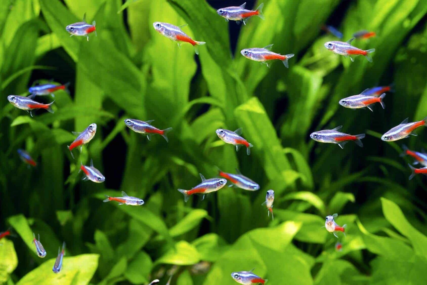 Green neon tetra outlet care