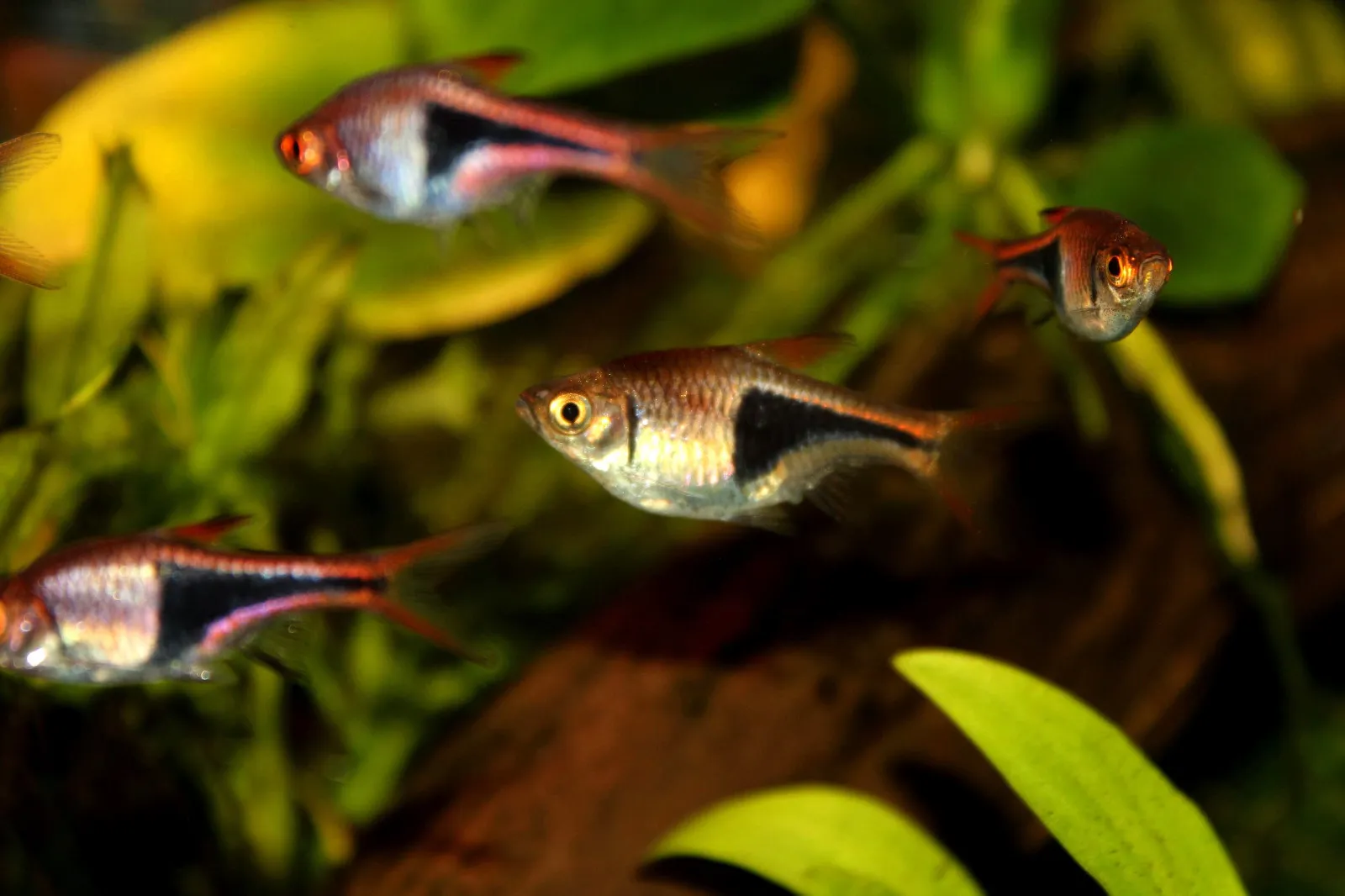 Harlequin Rasbora Care Guide