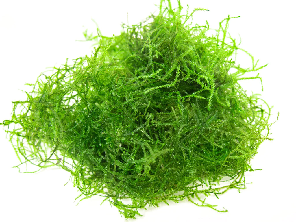 java moss