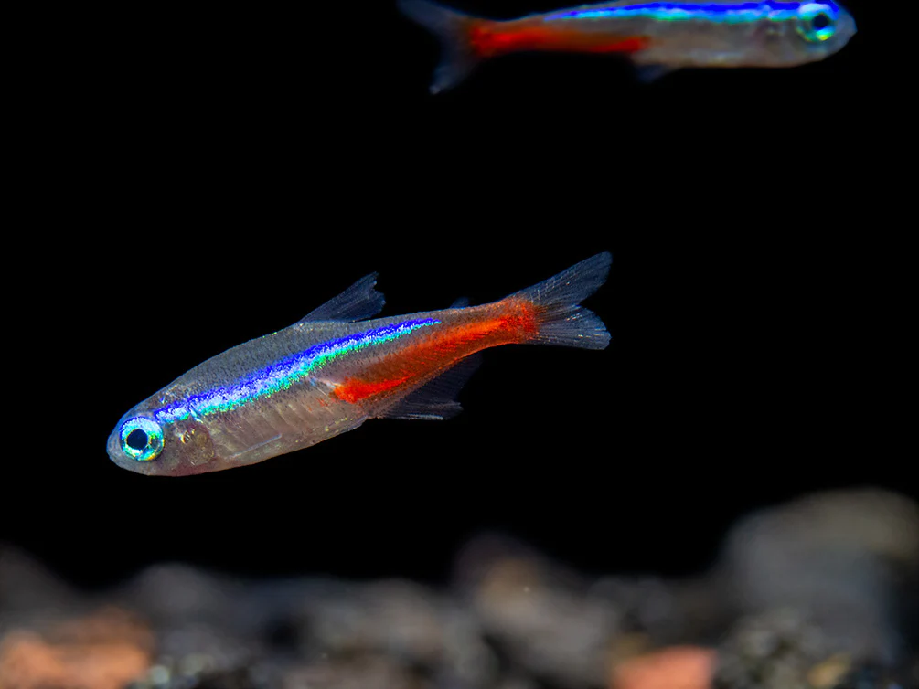 neon tetra