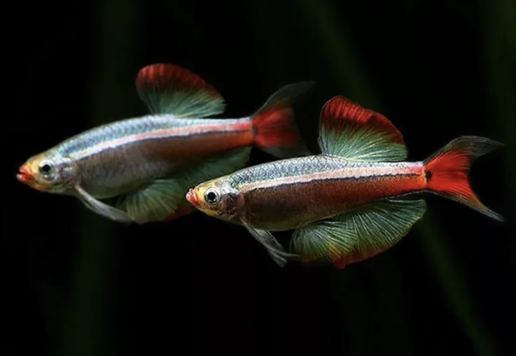 white cloud mountain minnows