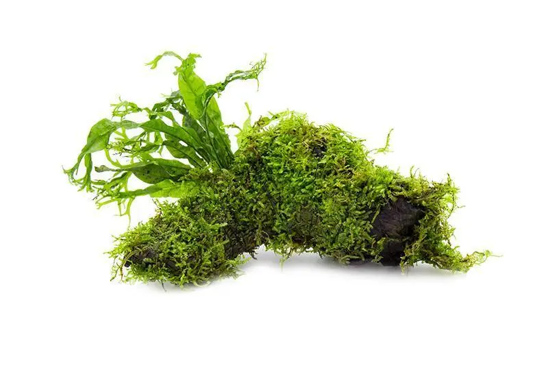 Christmas moss and java fern on driftwood