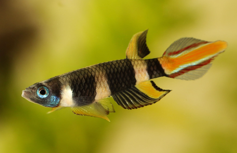 clown killifish (male)