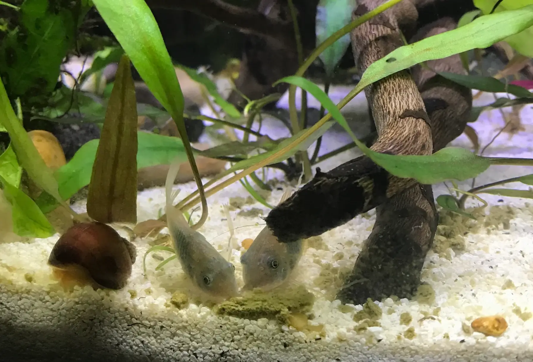 bronze corydoras and purple mystery snail