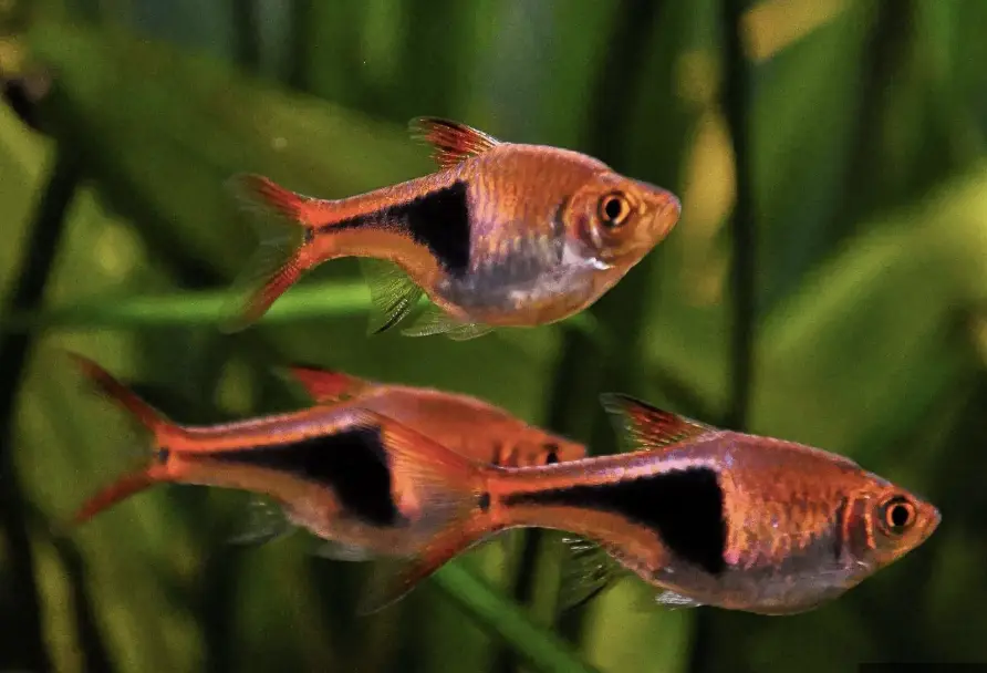 harlequin rasbora