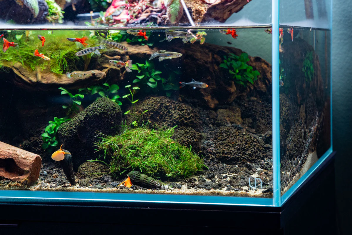 The Best Aquatic Moss Species for Planted Aquariums