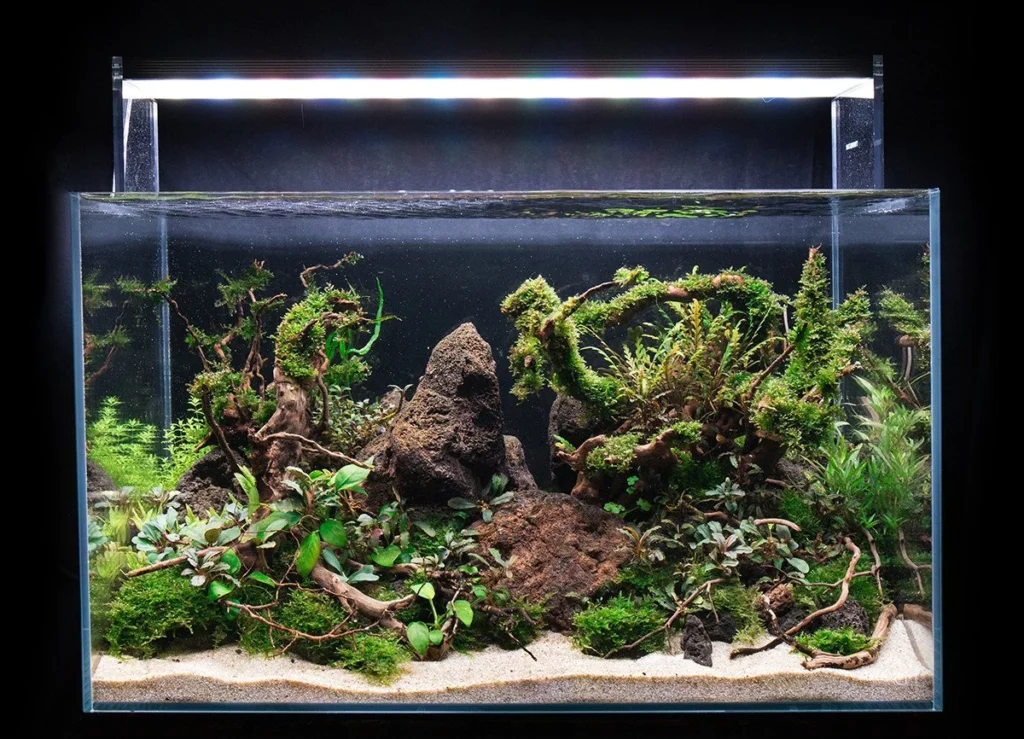 Aquascape with aquatic moss, driftwood, and anubias