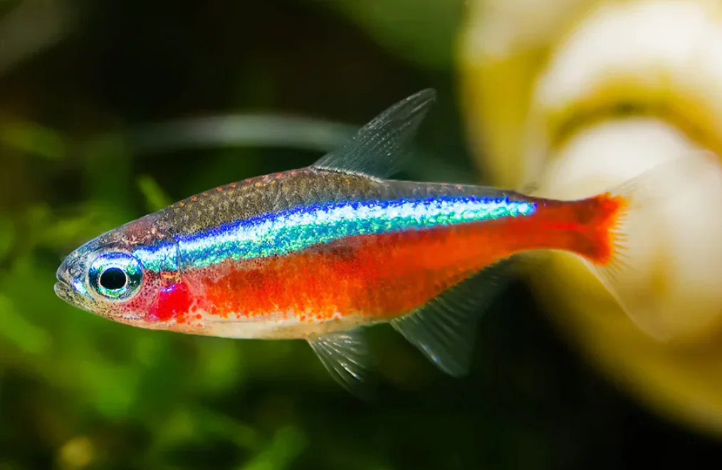 neon tetra