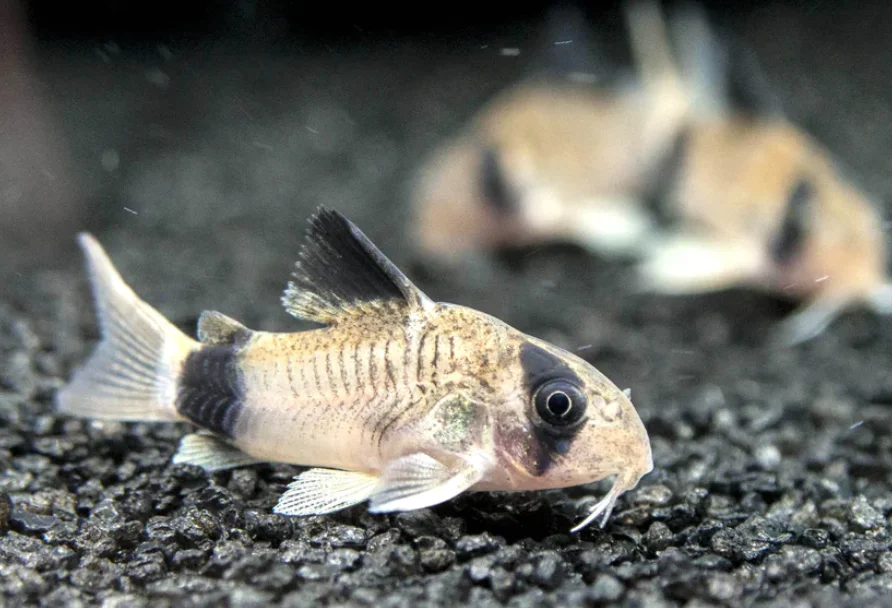 panda corydoras