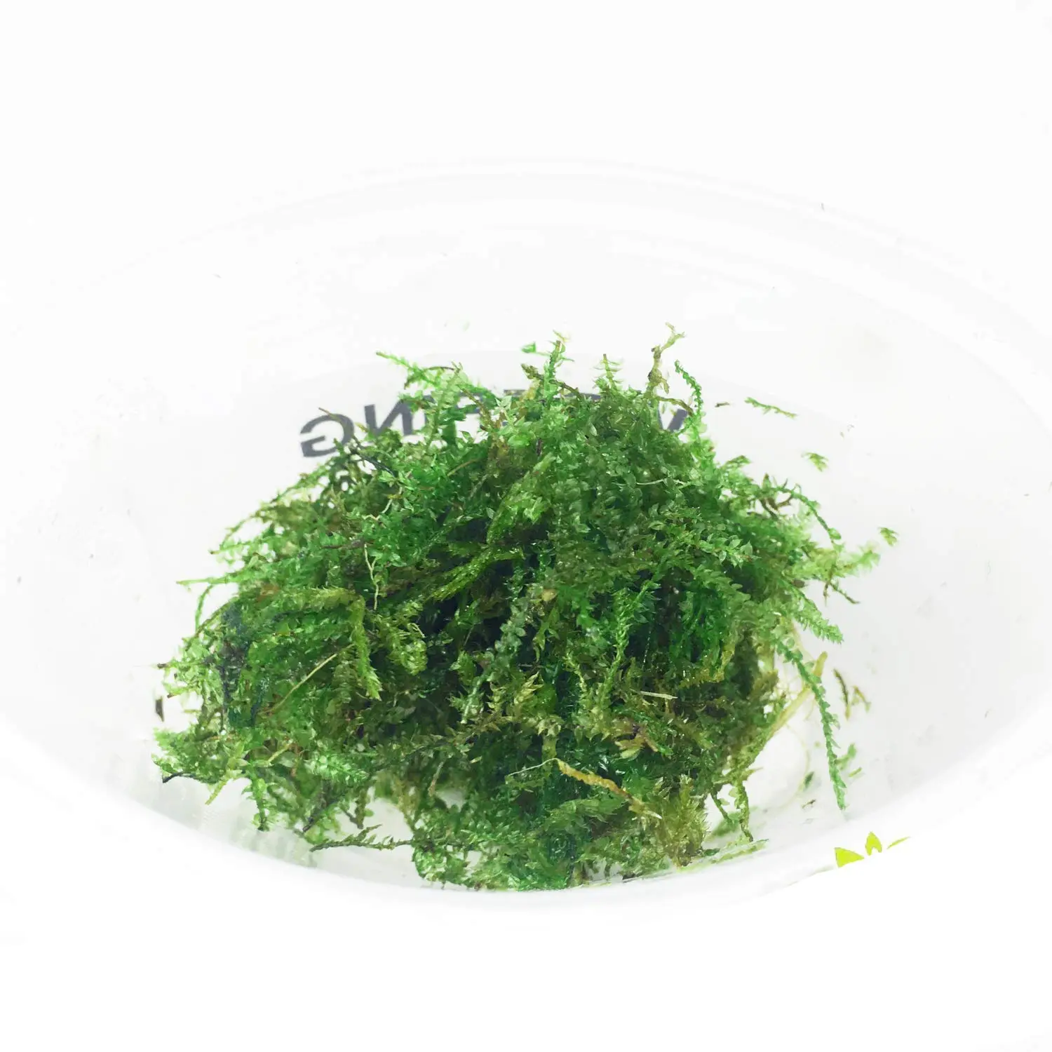 taiwan moss