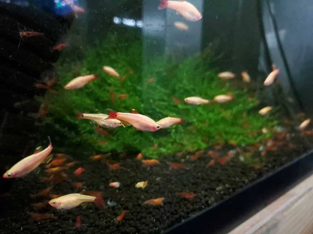 white cloud mountain minnow and cherry shrimp