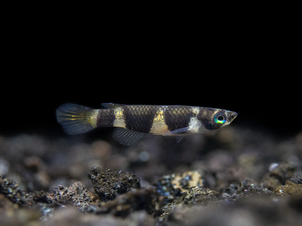 female clown killifish