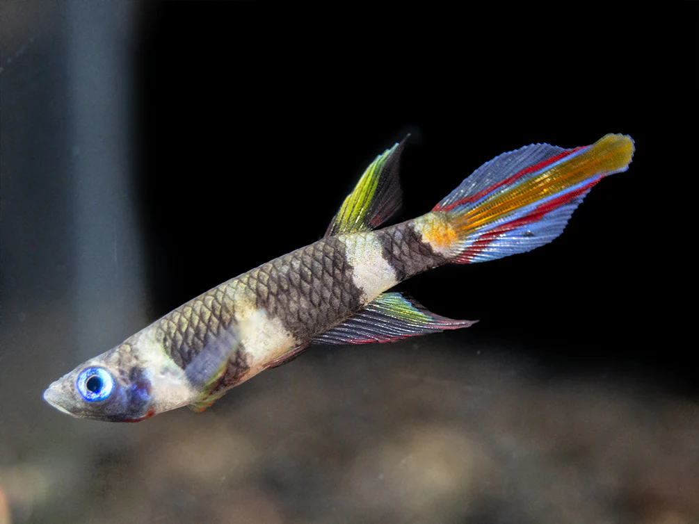 male clown killifish