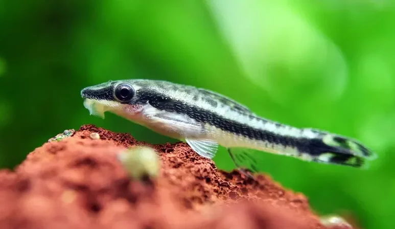 otocinclus catfish