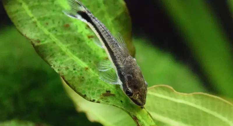 otocinclus catfish