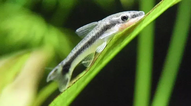 otocinclus catfish