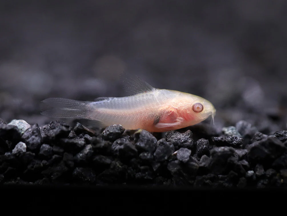 albino pygmy corydoras