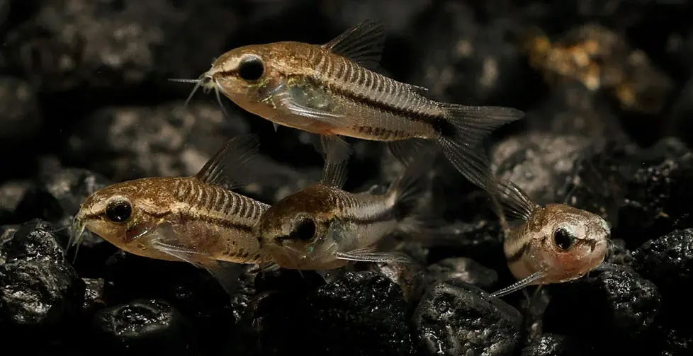 Pygmy Corydoras