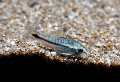 pygmy corydoras