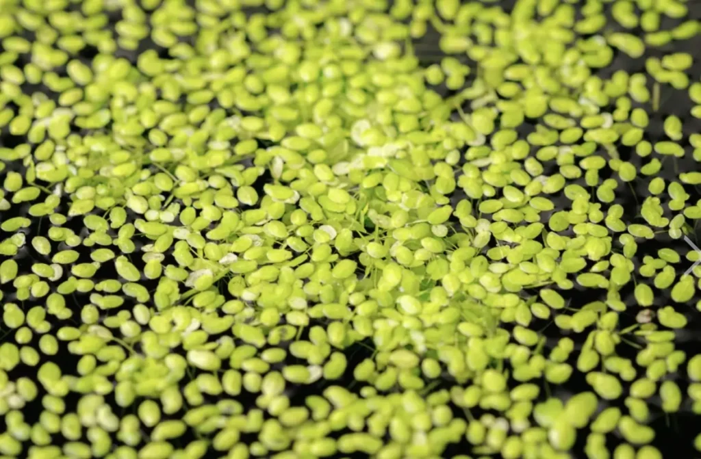 duckweed