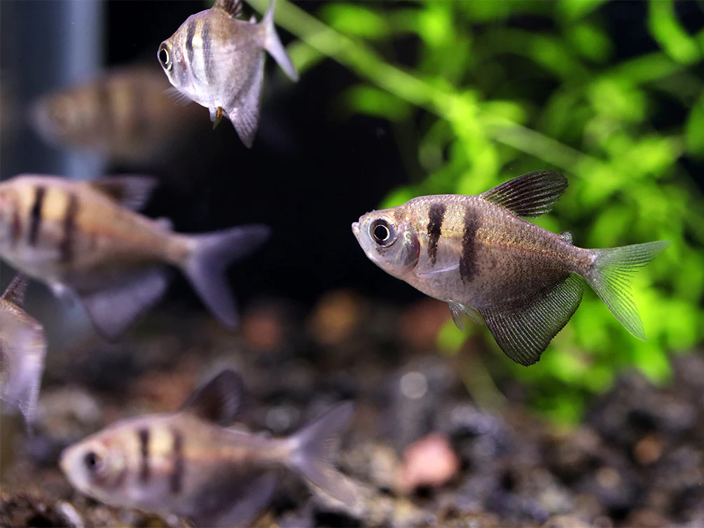 black tetra schooling